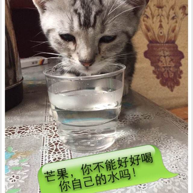购买假阿根廷驾驶执照